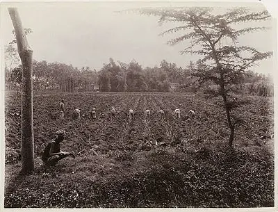 perkebunan gula