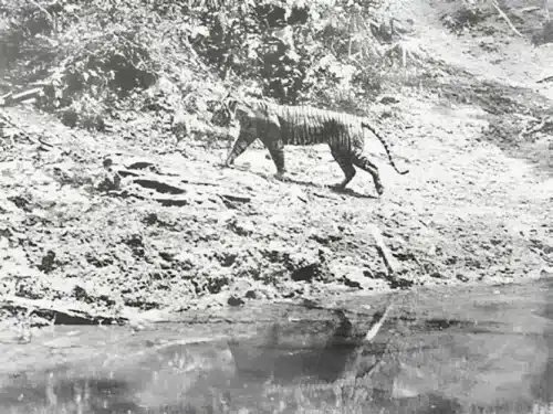 Satu satunya foto harimau Jawa hidup yang diabadikan 1