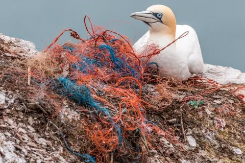 Potret sampah plastik yang mencemari ekosistem